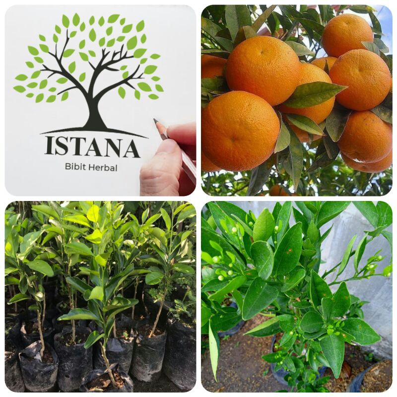 Bibit tanaman jeruk santang madu bibit pohon jeruk santang madu bibit jeruk