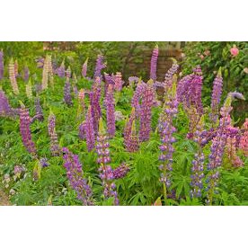 Benih/Bibit Seeds Bunga Lupine Mix Banyak Warna isi 30 biji