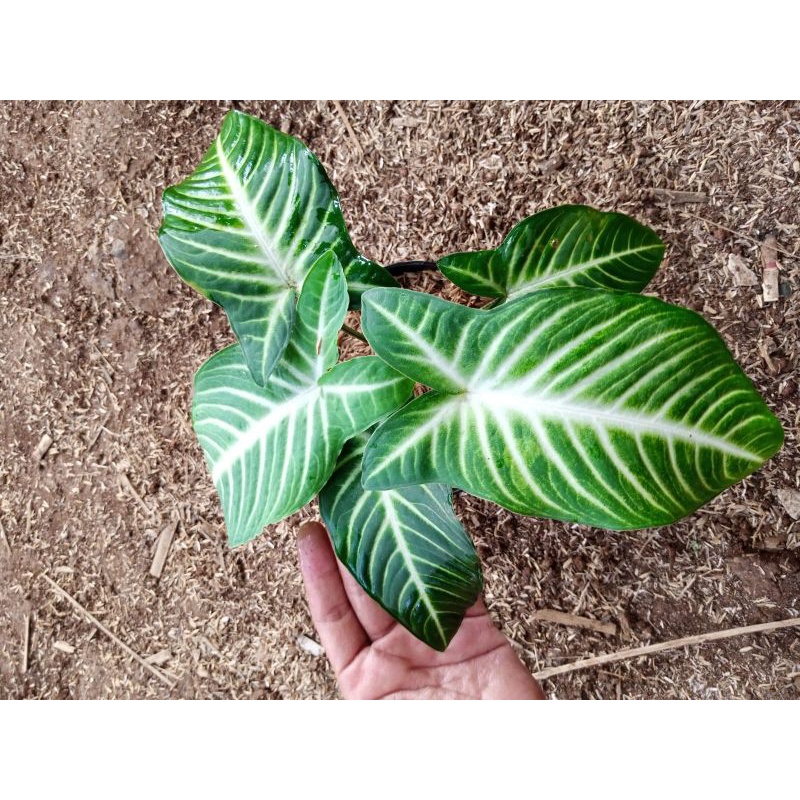 caladium xanthosoma lindenii