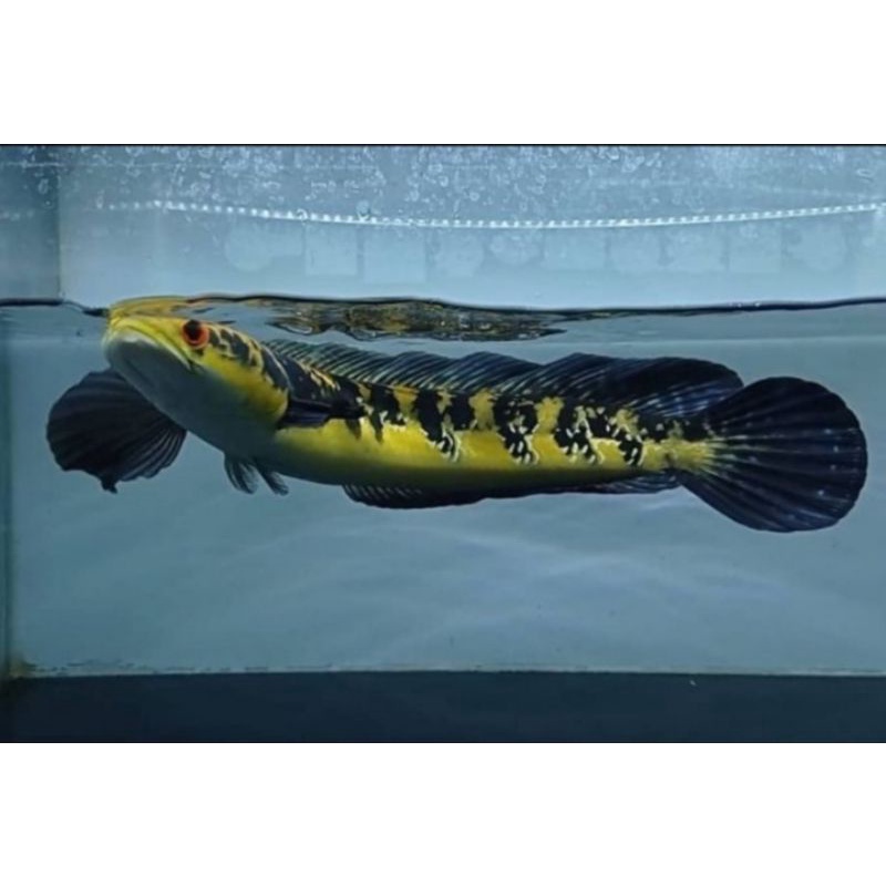 CHANNA MARU YELLOW SENTARUM - WARNA PERMANENT - MATA MERAH - BAR SIMET - size 25++cm