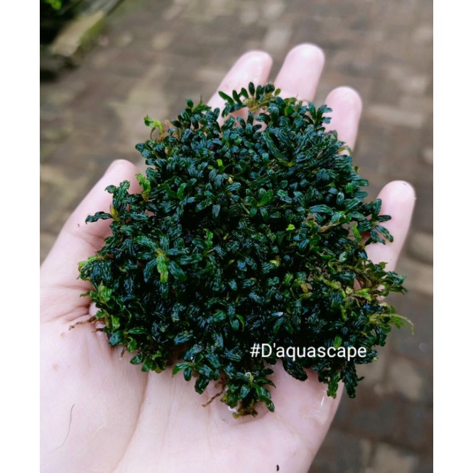 Buce Super mini micro