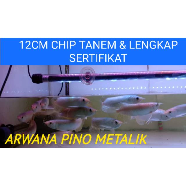 Ikan arwana Pino metalik 12cm