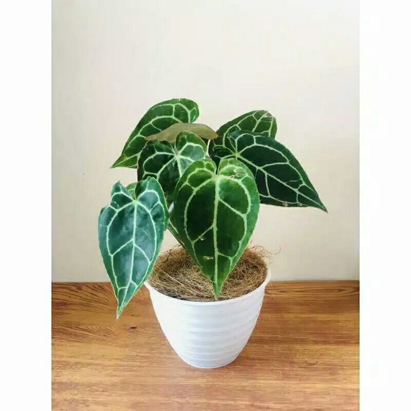 PROMO // Tanaman hias kuping gajah mini-Tanaman hias-Kuping gajah-PROMO kuping gajah mini-kuping gaj