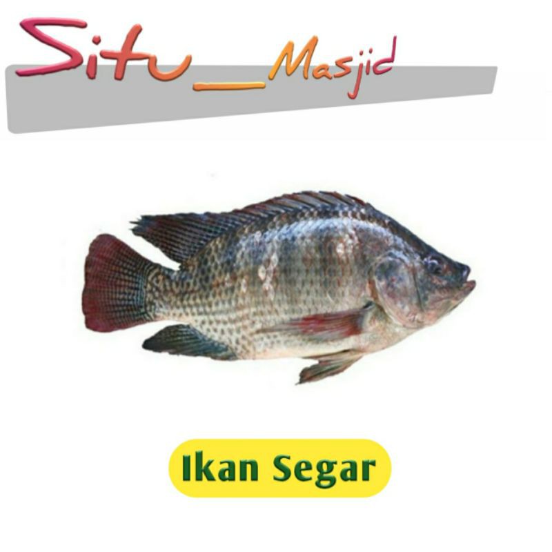 

Ikan Mujair Hidup [ 500 g & 1 kg ]