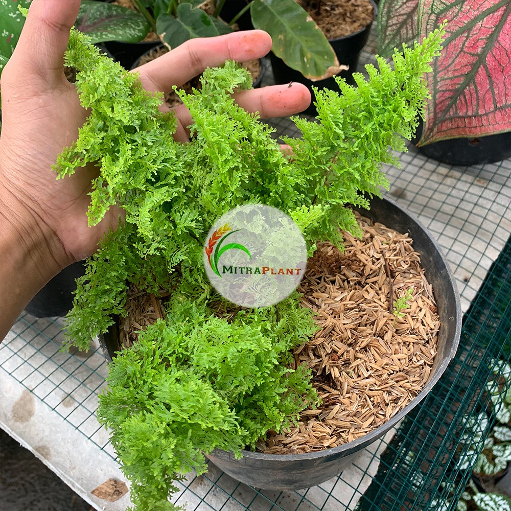 Tanaman Pakis Embun Bibit Pakis Embun Bunga Pakis Embun