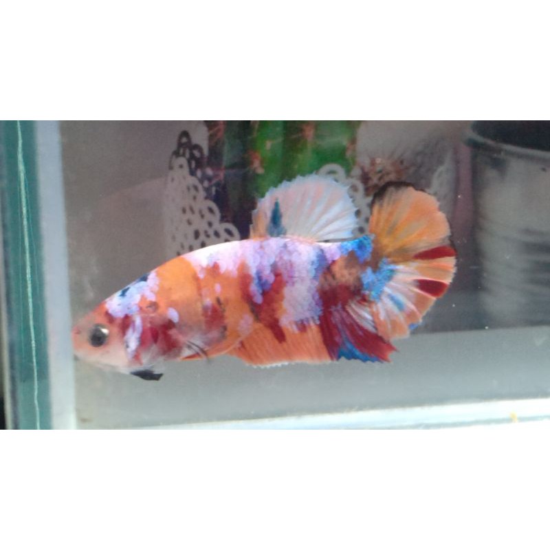 REALPICT IKAN HIAS CUPANG NEMO MULTY MASKING SEPASANG CUPANG MURAH BETTA CUPANG