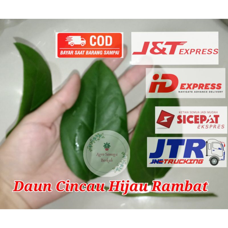 Daun Cincau Rambat Segar/Cincau Jelly Per lembar