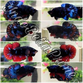 ikan cupang hias avatar top grade plakat male / betina