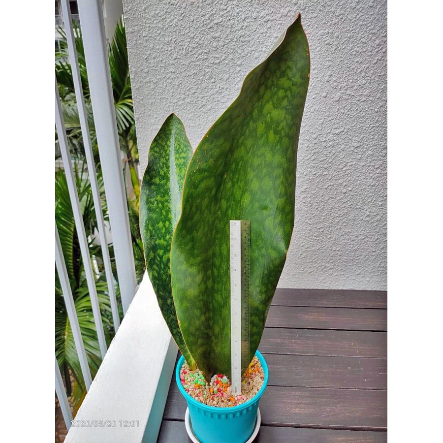 Lidah Mertua Sansevieria Sansivera Sansiviera Sensiviera Masoniana Giant Centong Jumbo LM-MS-3040