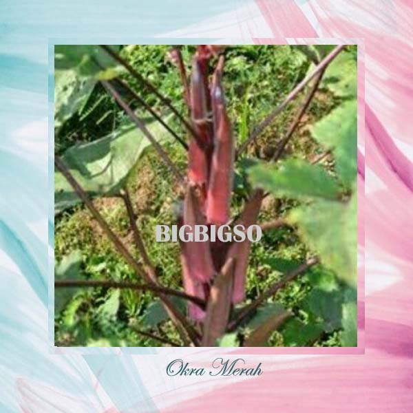 Bibit Okra Merah Benih Okra Bibit Tanaman Sayuran