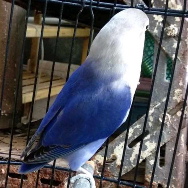 

telur burung lavebird violet fertil