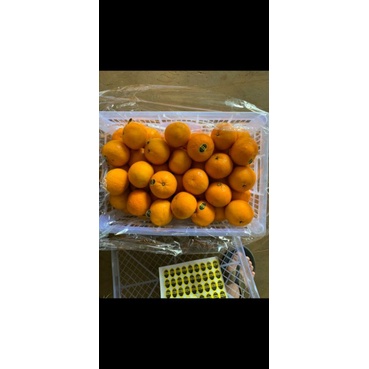 

jeruk mandarin