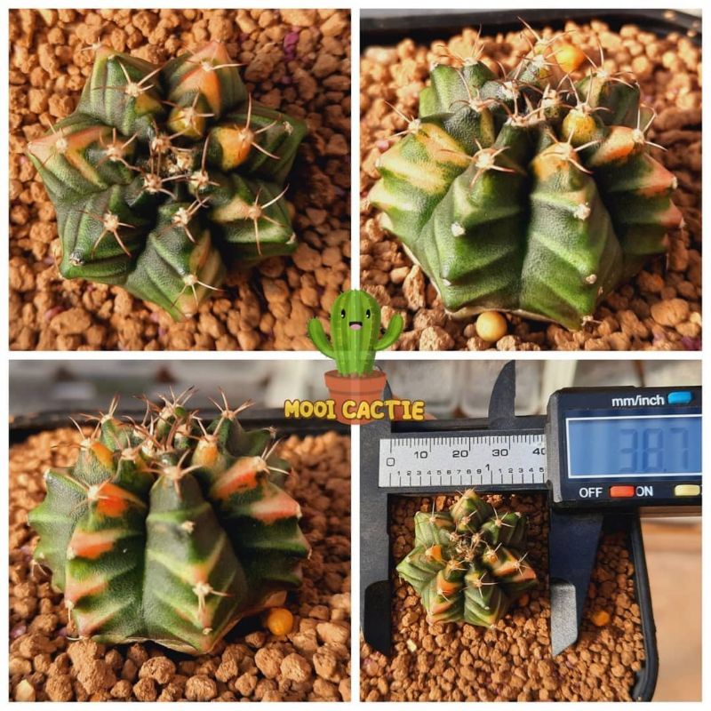 Tanaman Hias Kaktus Gymnocalycium Miha Orange + Pot 8 cm (B6)