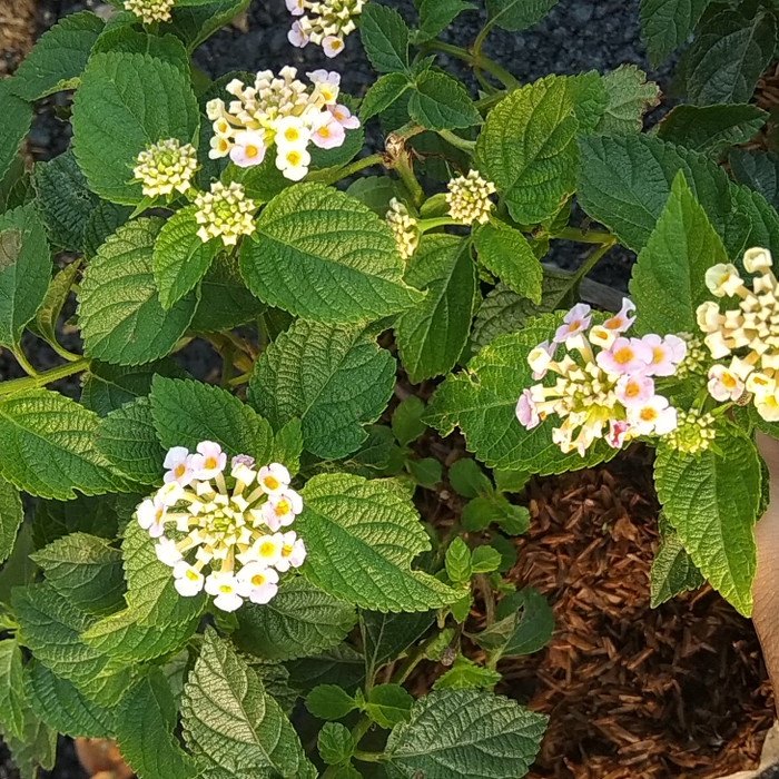 Tanaman lantana ungu/kuning/putih pink