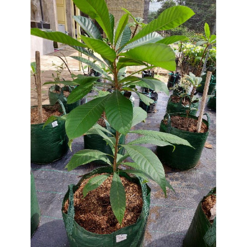 bibit mamey sapote magana