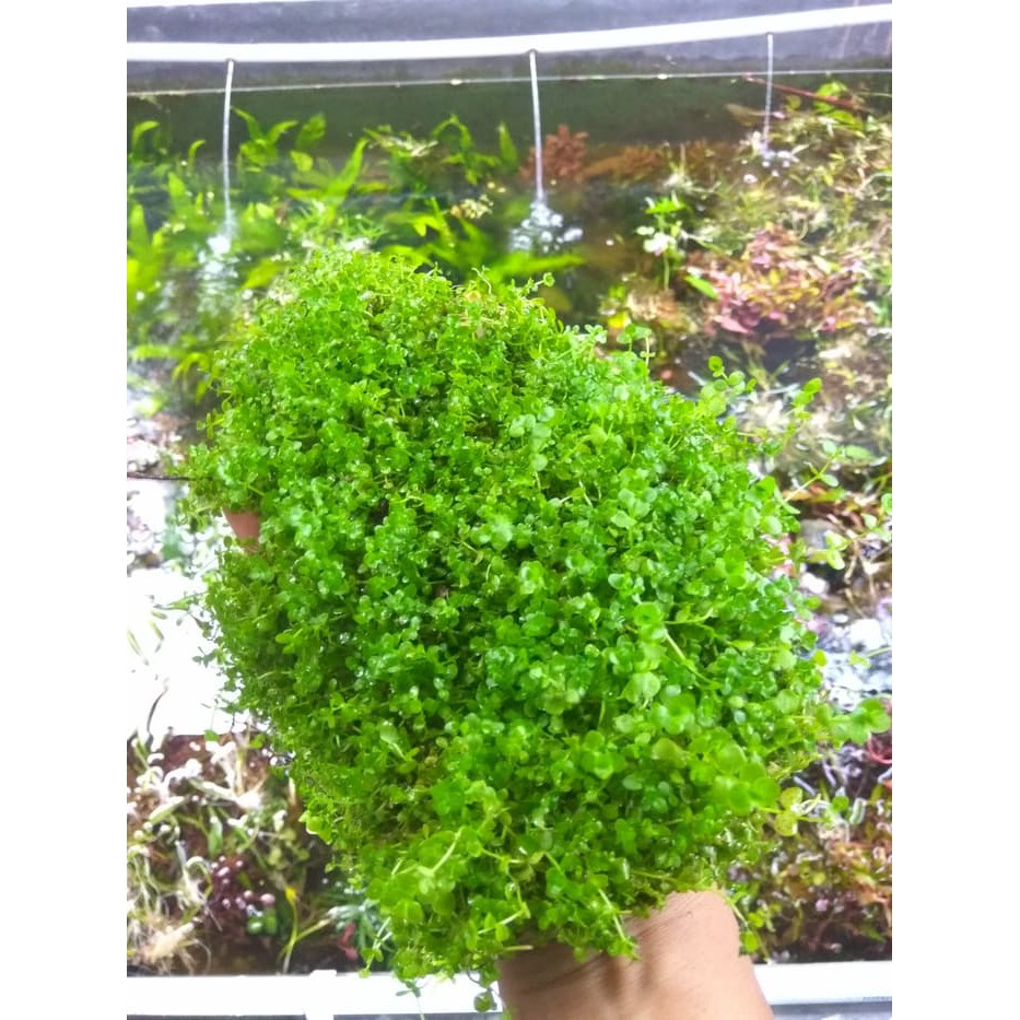 Tanaman Aquascape Monte Carlo Shopee Indonesia