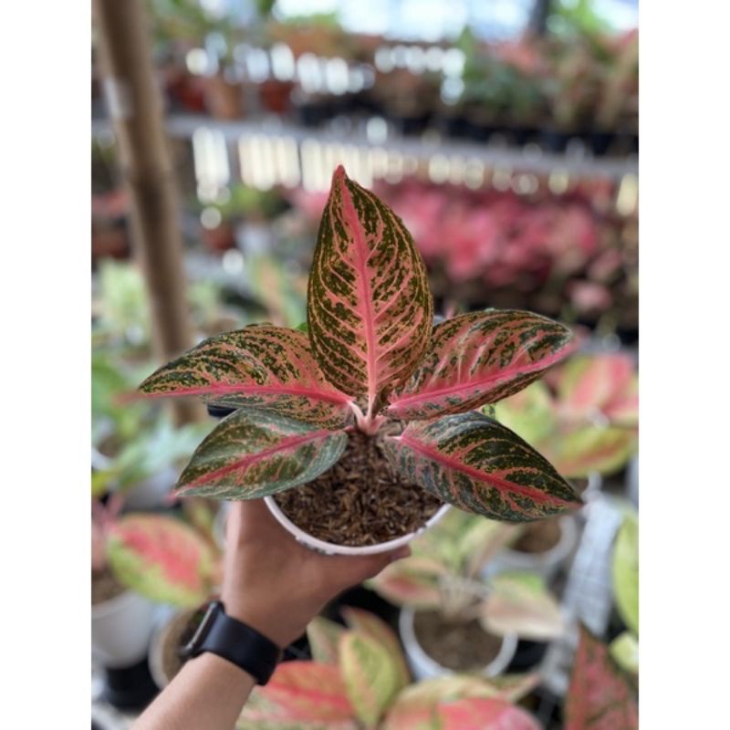 aglonema Widuri anakan//bibit aglonema widuri