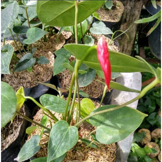 Tanaman hias anthurium bunga antorium bunga cantik