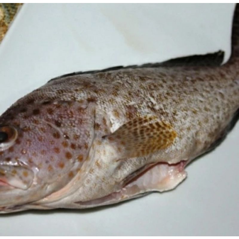 

IKAN KERAPU PER 500 GRAM