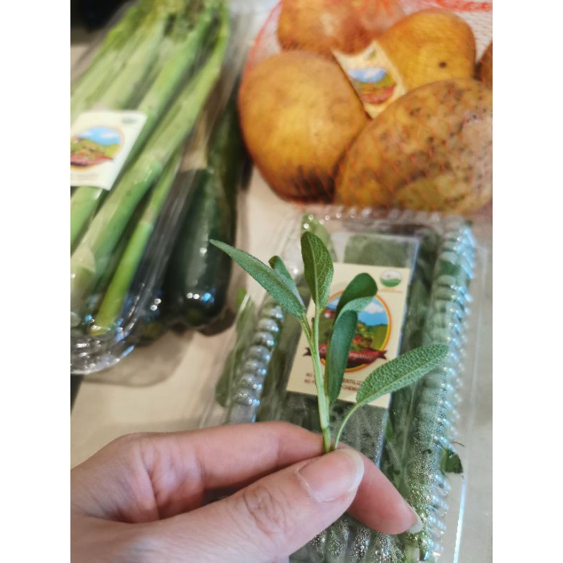 

Sage Fresh Organik || 40Gram || Herbs