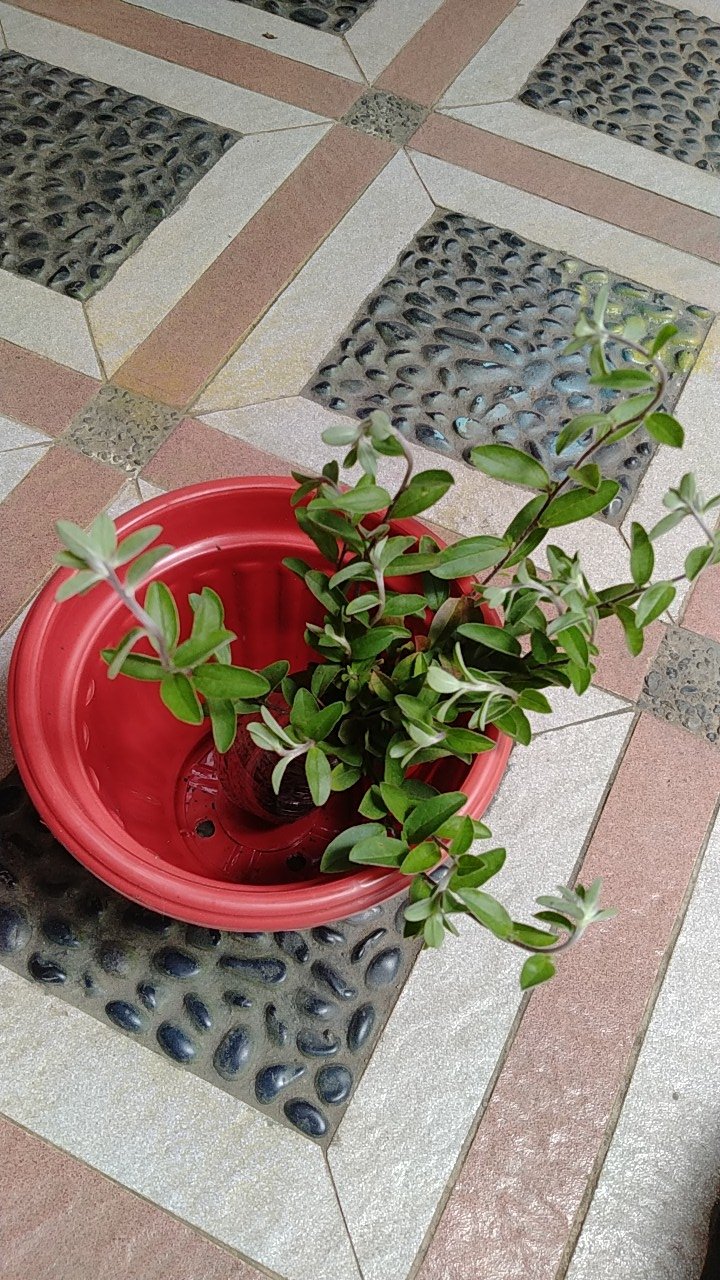 Tanaman Hias Bunga Blue Eyes Atau Baby Blue Rimbun