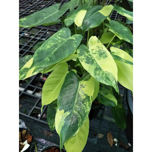 BONGGOL Philodendron BREKELE VARIGATA