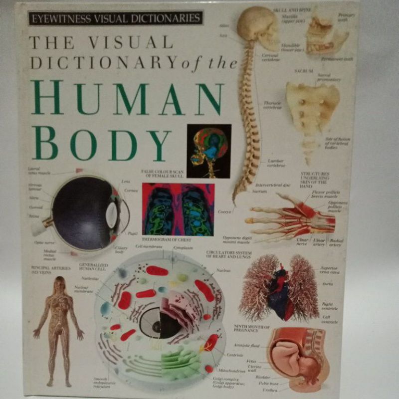 human body