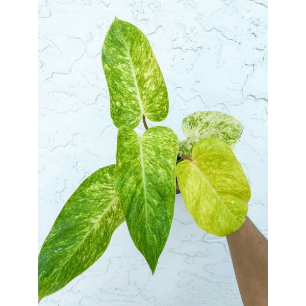 philodendron painted lady
