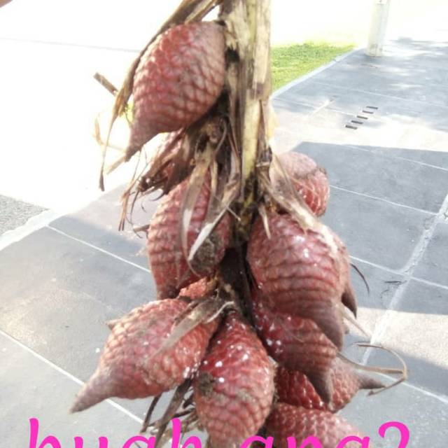 

Salak