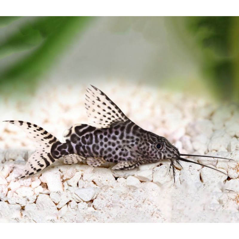 Ikan hias sinodontis pembersih alga aquascape