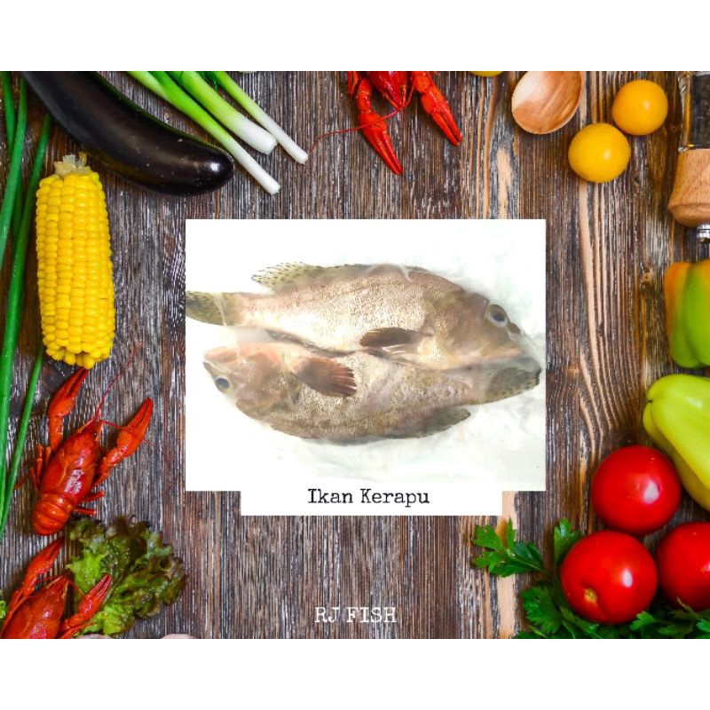 Ikan Kerapu Laut Beku RJ Fish