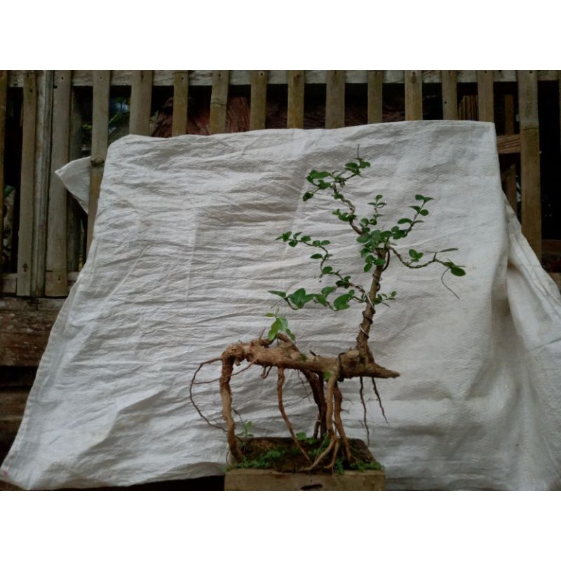 Bahan Bonsai Wahong Okulasi Sancang2