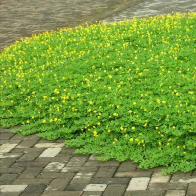 Arachis Pintoi Rumput Pintoi Rumput Kacang Kuning Shopee Indonesia