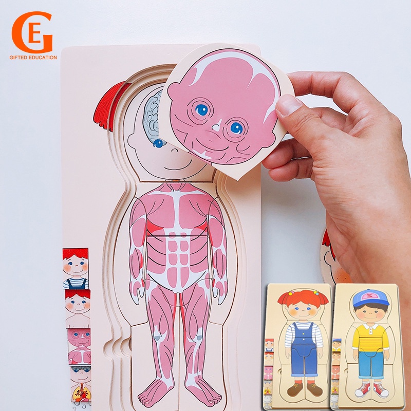 Mainan Edukasi Dini Anak Laki-Laki / Perempuan Model Puzzle Jigsaw Organ Tubuh Manusia Multi Layer Bahan Kayu