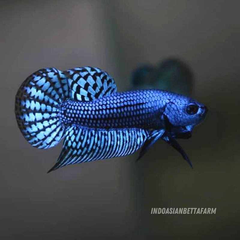 wild betta alien blue - ikan cupang alam