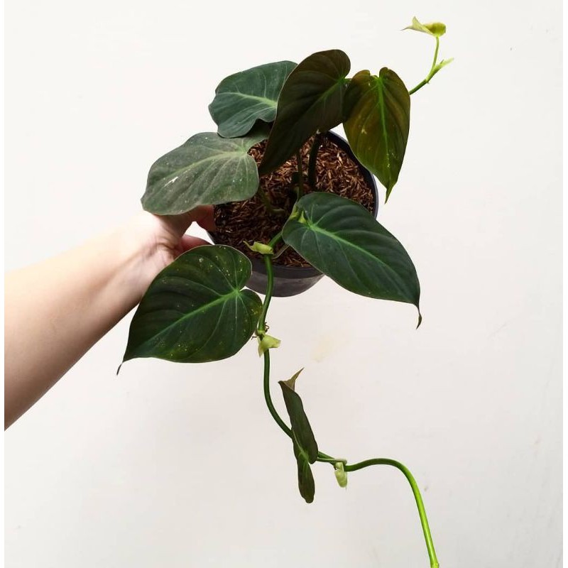 tanaman hias philodendron micans - philodendron mican - tanaman hias melano