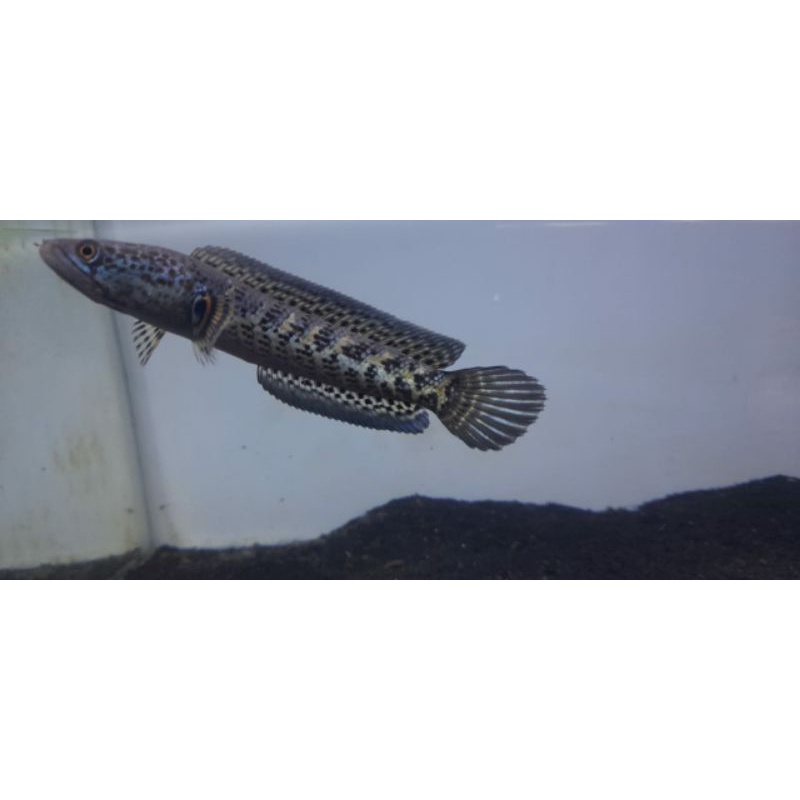 channa auranti 10-11 cm