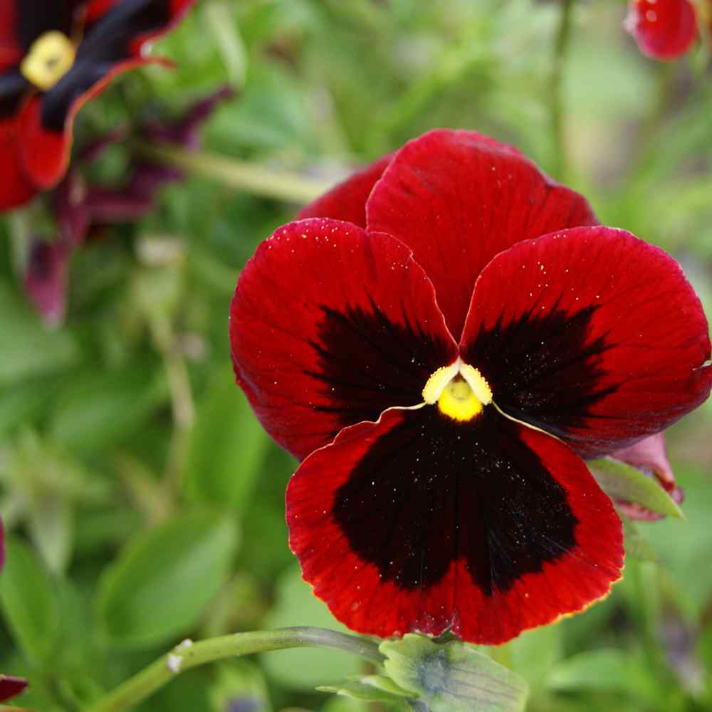 Benih Bibit Biji - Bunga Pansy Swiss Giant Alpine Glow Flower Seeds - IMPORT