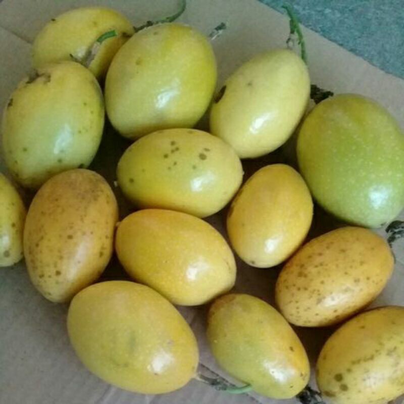 Buah Saprola Konyal Kuning 1 kg Segar