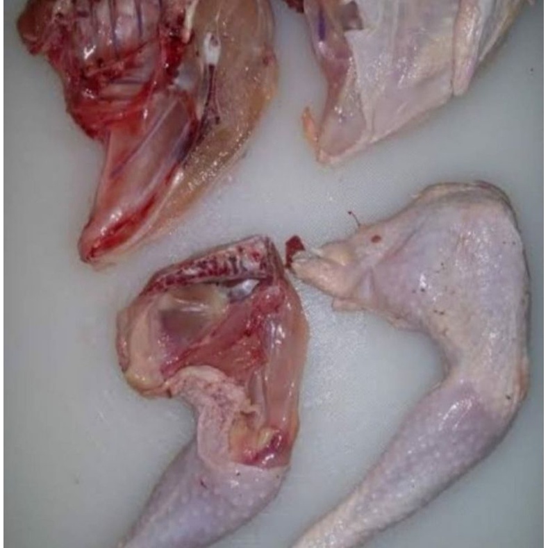 

PAHA AYAM KAMPUNG ASLI BUKAN BLASTERAN / AYAM KAMPUNG ASLI PAHA SEGAR 1PCS