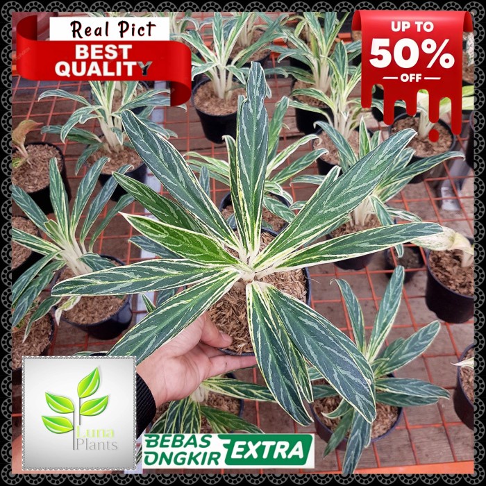 aglonema bambu lokal / tanaman hias aglonema