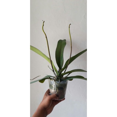 ( COD ) Anggrek Bulan Double Dobel Spike 2 Dua Spike Bunga Besar Hybrid Taiwan Novelty Siap Berbunga