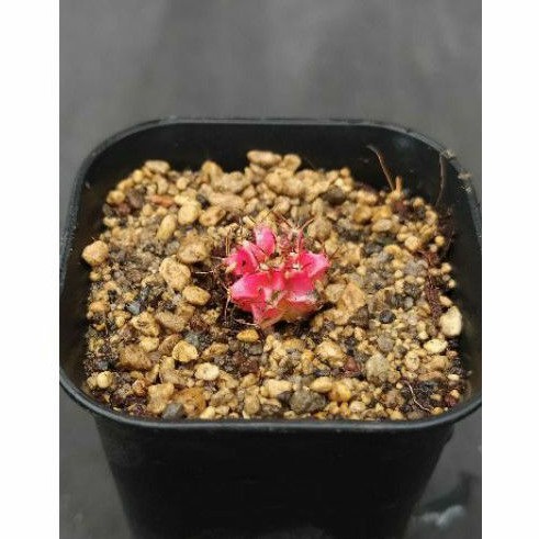kaktus gymnocalycium starfire ownroot dari potelan premium cactus