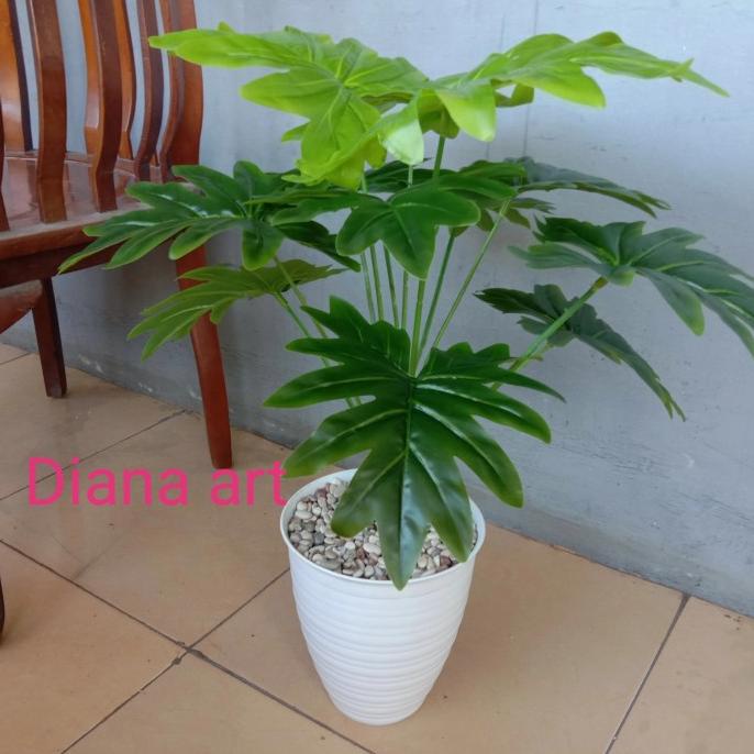 monstera latex#daun monstera#monstera philodendrum#monstera palsu