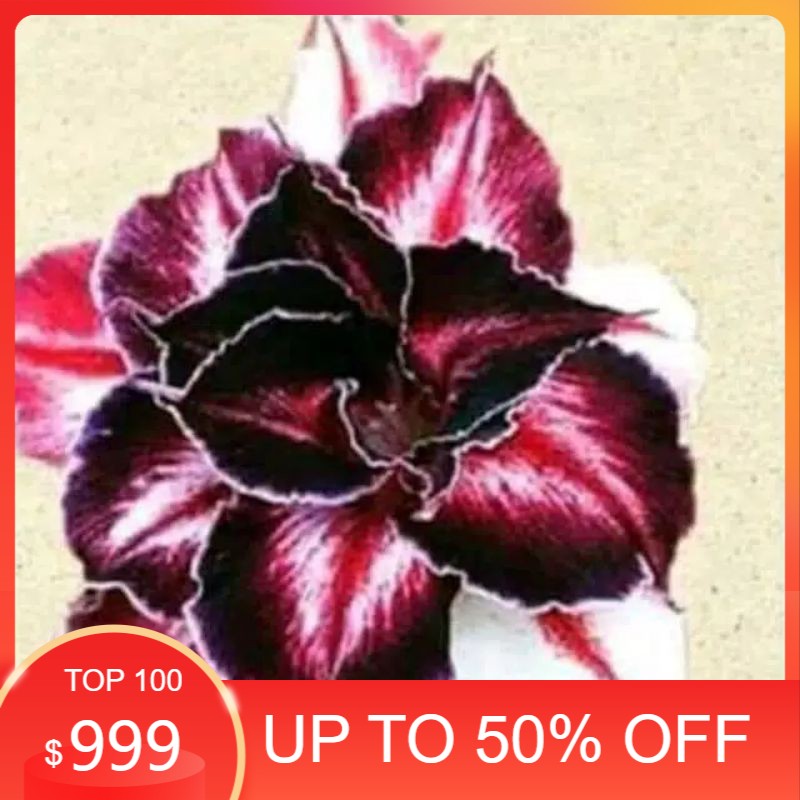 

MURAH!!Bibit bunga tumpuk adenium