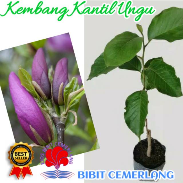 BIBIT KEMBANG KANTIL UNGU