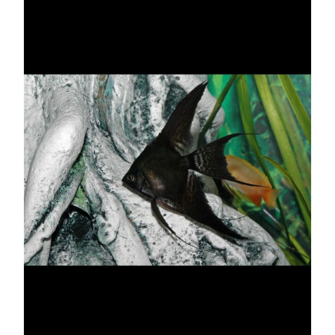 manfish black slayer