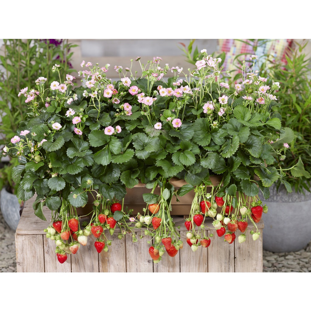 Benih Bibit Biji - Strawberry Alpine Red &amp; Cream Mixed (Fragaria vesca L.) Seeds - IMPORT