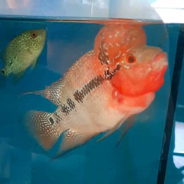 Ikan Louhan SRD Shortbody Boomhead