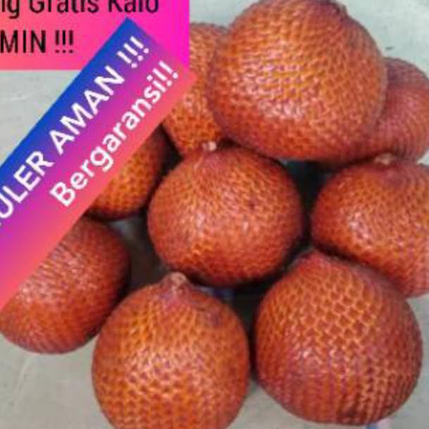 

BISA COD Salak Bali ASLI Kualitas SUPER Kelas 1 Size GEDE Rasa Asem Manis Sepet MANTAP (1kg) BOOM
